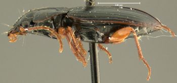 Media type: image;   Entomology 32980 Aspect: habitus lateral view